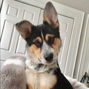 Izzy is our New Baby Girl❤️